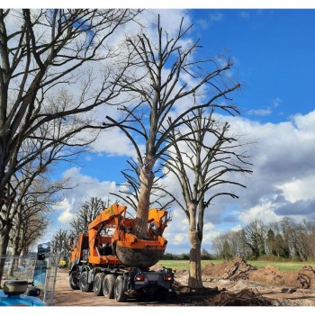 deplacement arbre sur camion